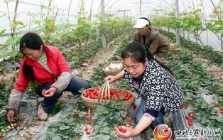 李家沱草莓采摘多少錢-海商網,經濟作物和植物產品庫