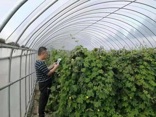統計教室 多茬蔬菜如何填報 標準答案來了