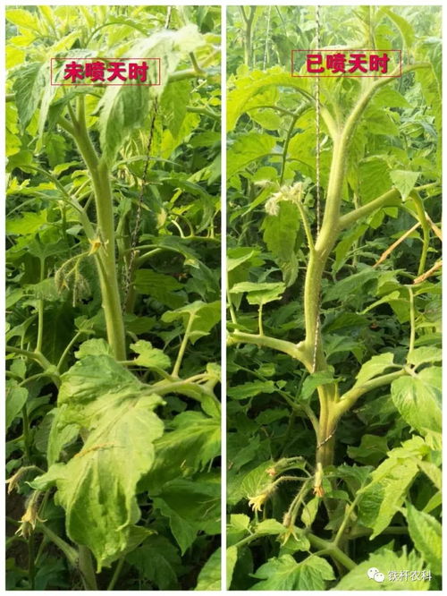 綠色之路天時 地利 作物增產 提質 降殘的首先