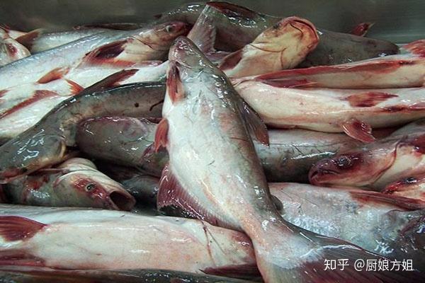 龍利魚和巴沙魚有什么區別