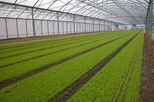 什么是種植園農業?