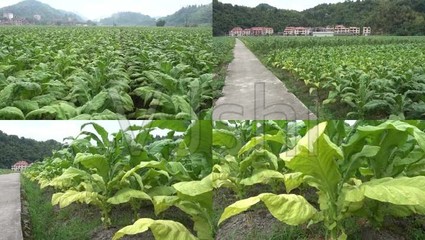 煙草種植青煙烤煙煙田經濟作物農村_3840X2160_高清視頻素材下載(編號:2568215)_實拍視頻