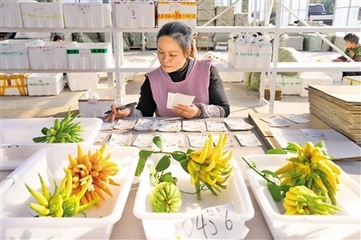 &ldquo;金佛手&rdquo;飄香