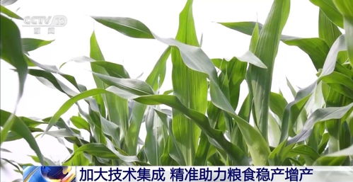 無人機 大數據 云計算 助力秋糧豐收各地這樣做