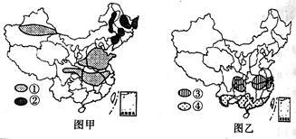 圖甲、圖乙為我國主要經濟作物(大豆、油菜、甘蔗、棉花)分布示意圖,下列經濟作物的排序與圖中主要分布區一致的是A.①油菜②大豆③棉花④甘蔗B.①大豆②油菜③甘蔗④