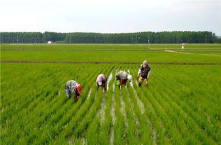 農(nóng)業(yè)的四大功能