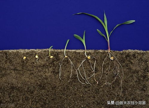 如何通過促根 養(yǎng)根 壯根實(shí)現(xiàn)作物的長(zhǎng)勢(shì)健壯和增產(chǎn)增收