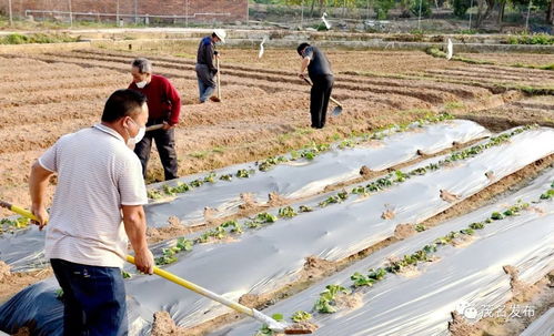 我市春耕全面啟動 近100家農業企業復工復產