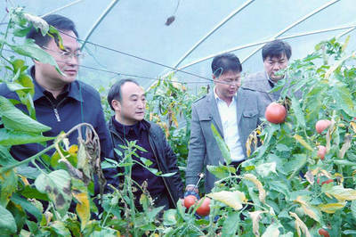 省農業廳經作處赴長陽調研經濟作物標準園項目建設