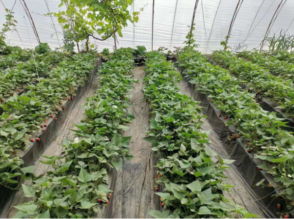 甜蜜甘薯搶早上市!北京已推廣20余種特色作物套種技術_北京日報網