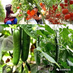 周末去哪兒 哈密農業公園采摘游來啦