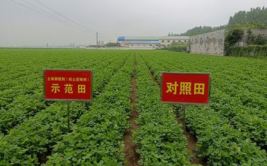 土壤調理與修護對經濟作物種植的影響