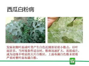 大田作物到經濟作物,白粉病防治技術總結