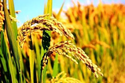 新刊精選|單位面積利潤變化與我國糧食種植結構調整