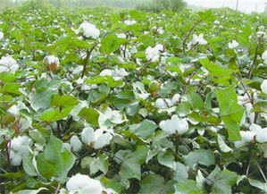 河北農村地區適合種植什么經濟作物