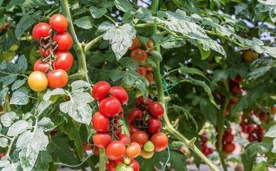 又一個新藥上市防治抗性白粉虱、煙粉虱,萬無一"虱",干凈徹底