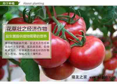如何種植西瓜能獲得高產量
