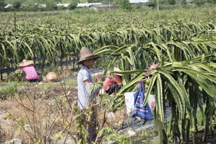 厲害 云浮新興這條村村民靠種植這種經濟作物實現村級集體經濟和村民收入 雙豐收