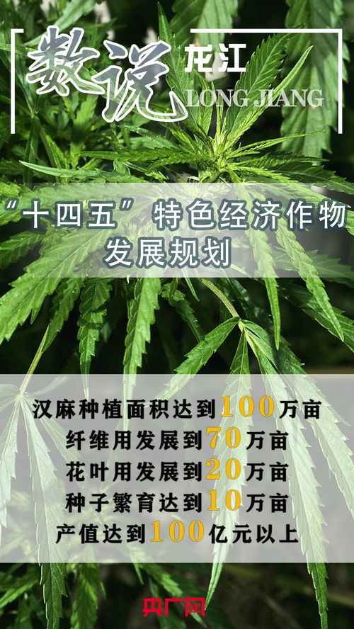 數說龍江丨 十四五 特色經濟作物發展規劃 央廣網