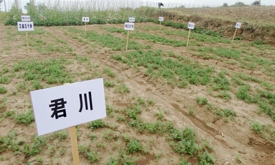 武山縣開展經(jīng)濟(jì)作物新品種引進(jìn)試驗(yàn)示范推廣工作