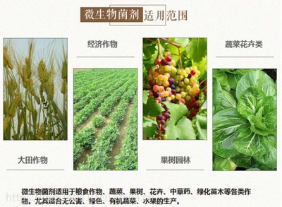 河北省家禾中天葡萄專用肥 富含有機(jī)質(zhì) 著色膨果 抗病害