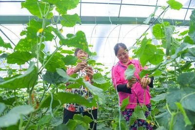 【改革開放萬山行】今貴州:萬山大棚蔬菜助脫貧