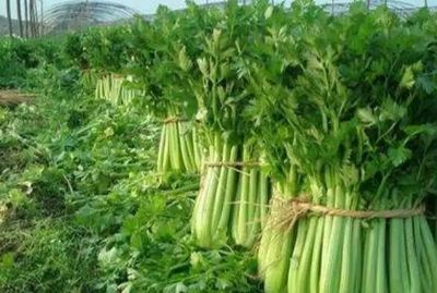 3條致富路,走對了比外出打工強(qiáng)百倍,未來5年可行,你仔細(xì)斟酌
