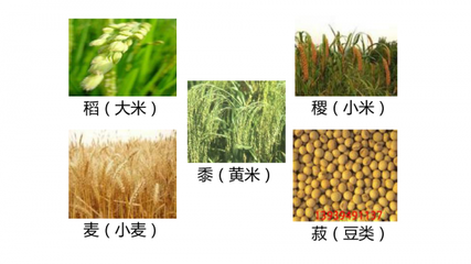 糧食是經濟作物嗎