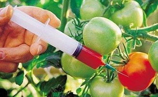 西紅柿打過 催熟劑 這 3處 會露出馬腳,吃之前多留個心眼