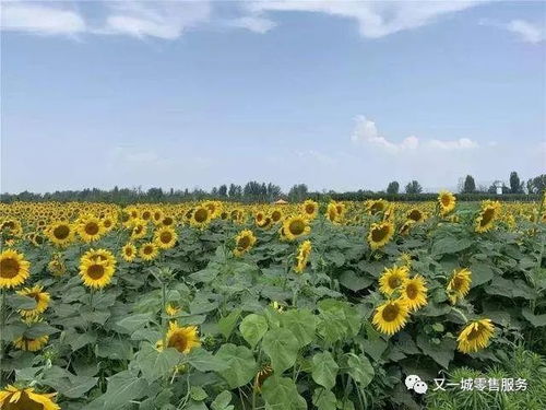 2020年重點強農惠農政策發布,農業現代化進程加速