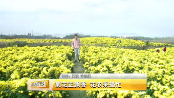 經濟作物效益佳 管理培育不能少