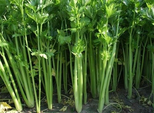 芹菜屬于經濟作物嗎 屬于什么作物-植物說