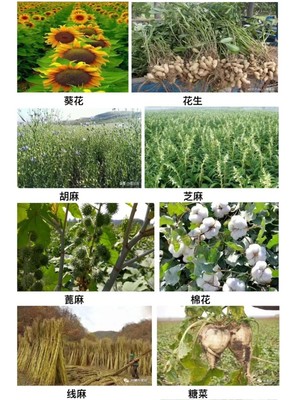忻州市忻府區奇村鎮經濟作物種植綜述