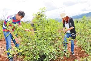 用好財政資金 盤活鄉村經濟