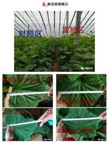 經濟作物一枝花 埃圖水肥來當家