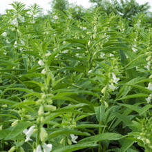 【芝麻種子】最新最全芝麻種子 產品參考信息