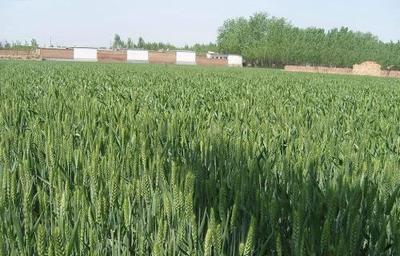魯西南地區適合種植哪些經濟作物,可以提高傳統農作物產量?