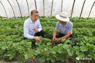 為了讓蘭州的瓜果更香甜 記蘭州市紅古區經濟作物技術推廣站高級農藝師張思成