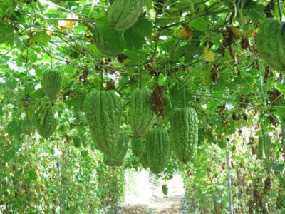 廣東省經濟作物種植專業鎮--茂名市電白區林頭鎮