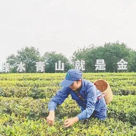 冷冷到到發發抖抖 不怕,海墾的經濟作物已經被 呵護