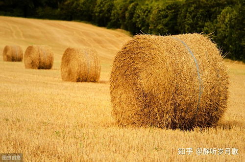 5個不起眼的小生意,小本項目,卻適合農村人