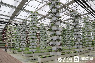 這就是山東|魯力助農 汶上縣副縣長為這些&ldquo;礦泉水蔬菜&rdquo;點贊
