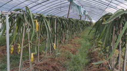 種養結合發展生態農業,這個合作社拓寬貧困戶增收渠道
