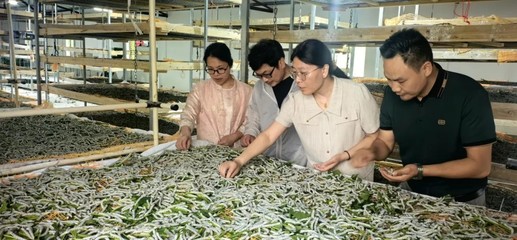 棚中花木競(jìng)芬芳——襄陽農(nóng)業(yè)新質(zhì)生產(chǎn)力中的花木種植新篇章