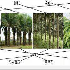 熱帶經(jīng)濟(jì)作物識(shí)別及其最大產(chǎn)地連線