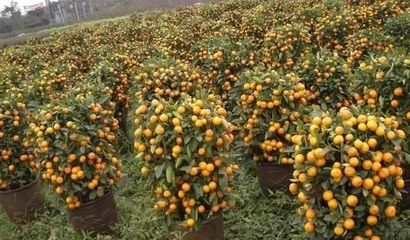 陳村年桔獲國家農產品地理標志認證 傳統農作與現代經濟的雙贏典范