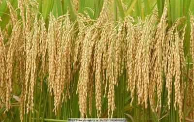 標準化引領綠色發展——江西瑞賽可生態科技花木種植標準層解析