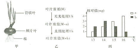 突破天然蝦青素生產瓶頸 番茄成為高效生物工廠