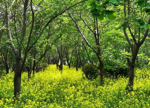 從賣花木到賣生態 中原花木大縣鄢陵升級'綠經濟'銷售模式