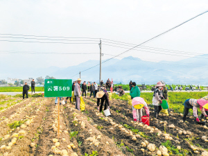 小土豆串起大產業 銷售如何驅動農業振興
